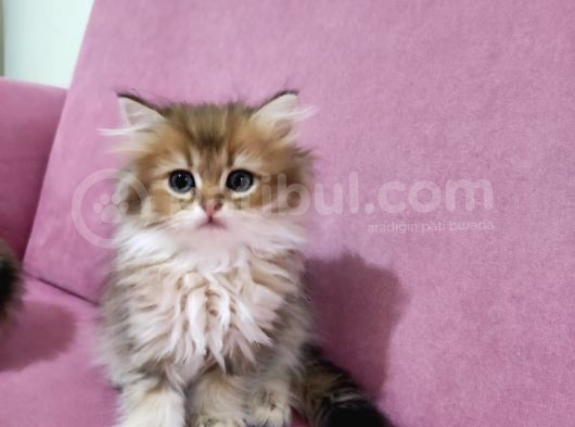 Böylesi Longhair Görülmedi görsel