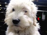 2 Aylık Dişi Ve Erkek Maltipoo Yavrum