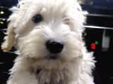 2 Aylık Dişi ve erkek Maltipoo Yavrum