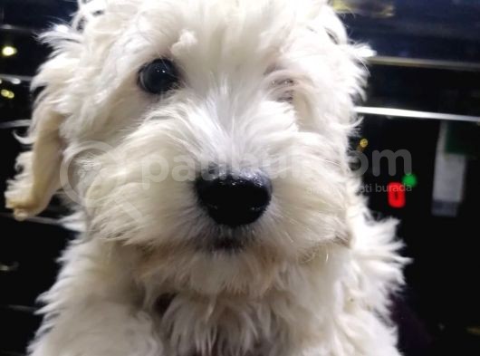 2 Aylık Dişi Ve Erkek Maltipoo Yavrum