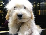 2 Aylık Dişi Ve Erkek Maltipoo Yavrum