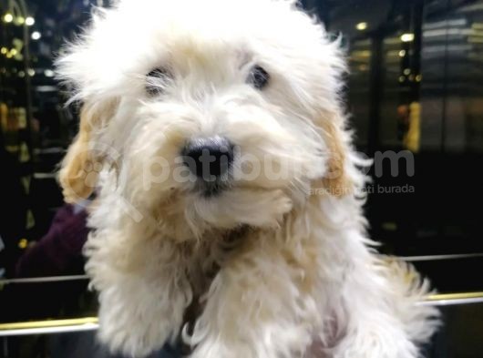 2 Aylık Dişi Ve Erkek Maltipoo Yavrum görsel