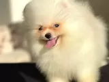 Emsalsiz Tatlılığa Sahip Iki Aylık Pomeranian Boo Yavrumuz