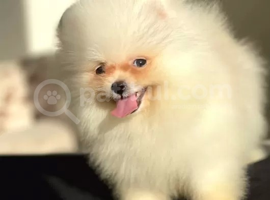 Emsalsiz Tatlılığa Sahip Iki Aylık Pomeranian Boo Yavrumuz görsel