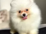Emsalsiz Tatlılığa Sahip Iki aylık Pomeranian BOO yavrumuz
