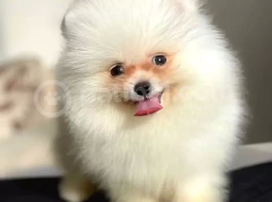 Emsalsiz Tatlılığa Sahip Iki Aylık Pomeranian Boo Yavrumuz