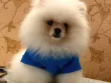 Emsalsiz Tatlılığa Sahip Iki Aylık Pomeranian Boo Yavrumuz