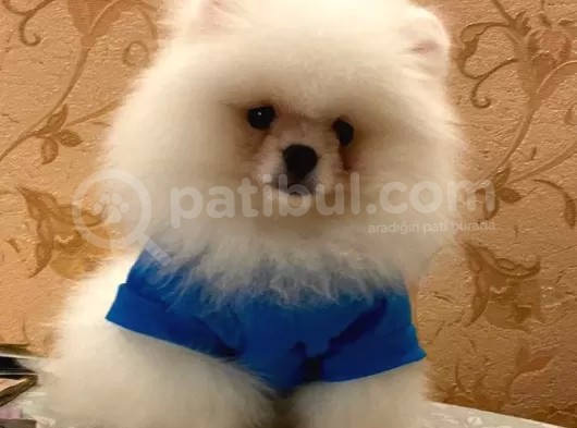 Emsalsiz Tatlılığa Sahip Iki Aylık Pomeranian Boo Yavrumuz görsel