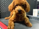 1 Yaşında 2 Adet Red Brown Toy Poodle Kardeşler :)