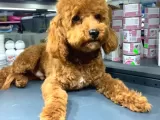 1 Yaşında 2 Adet Red Brown Toy Poodle Kardeşler :)