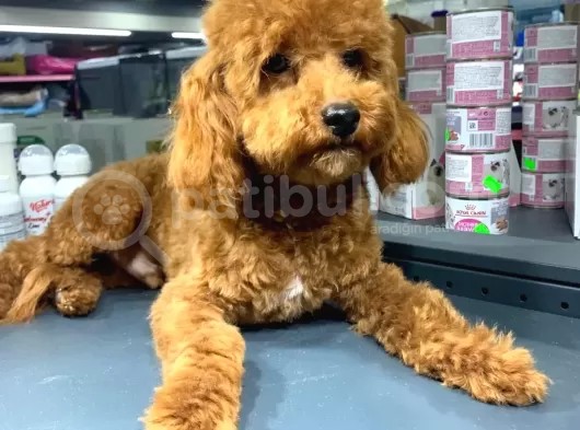1 Yaşında 2 Adet Red Brown Toy Poodle Kardeşler :) görsel