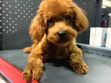 1 yaşında 2 Adet Red Brown Toy Poodle kardeşler :)