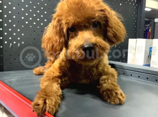 1 Yaşında 2 Adet Red Brown Toy Poodle Kardeşler :)
