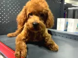 1 Yaşında 2 Adet Red Brown Toy Poodle Kardeşler :)