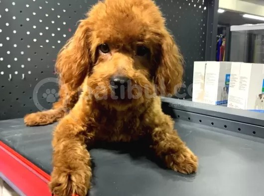 1 Yaşında 2 Adet Red Brown Toy Poodle Kardeşler :) görsel