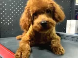 1 Yaşında 2 Adet Red Brown Toy Poodle Kardeşler :)