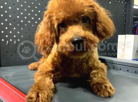 1 Yaşında 2 Adet Red Brown Toy Poodle Kardeşler :) görsel