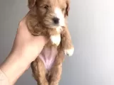 A Kali̇te Malti̇poo Yavrularimiz İçi̇n İleti̇şi̇me Geçi̇ni̇z