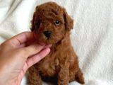 Safkan Red Brown Toy Poodle Yavrularimiz