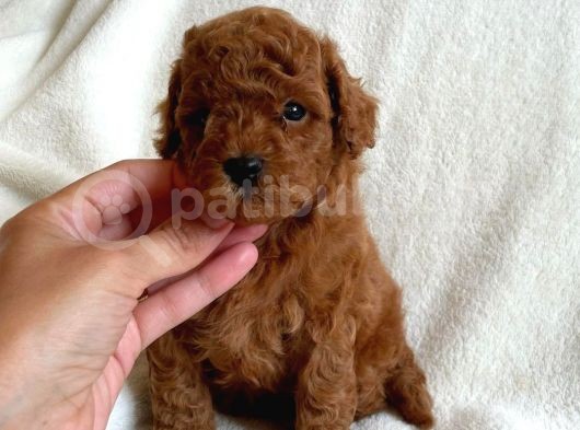 Safkan Red Brown Toy Poodle Yavrularimiz görsel