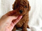 Safkan Red Brown Toy Poodle Yavrularimiz