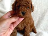 Safkan Red Brown Toy Poodle Yavrularimiz