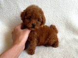 Safkan Red Brown Toy Poodle Yavrularimiz