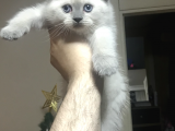 Di̇şi̇ Ve Erkek Scottish Fold Chocolate Cappuccino