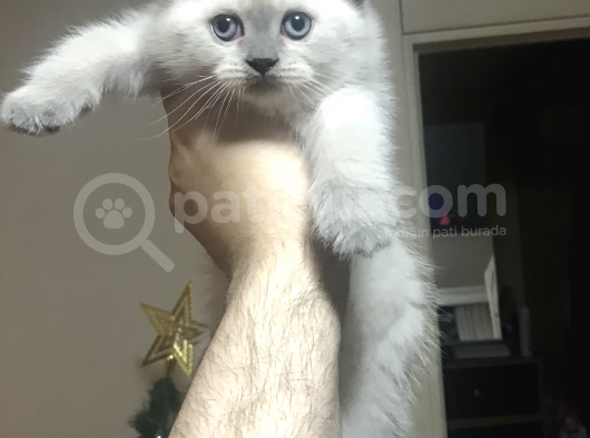 Di̇şi̇ Ve Erkek Scottish Fold Chocolate Cappuccino görsel