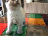 Di̇şi̇ Ve Erkek Scottish Fold Chocolate Cappuccino