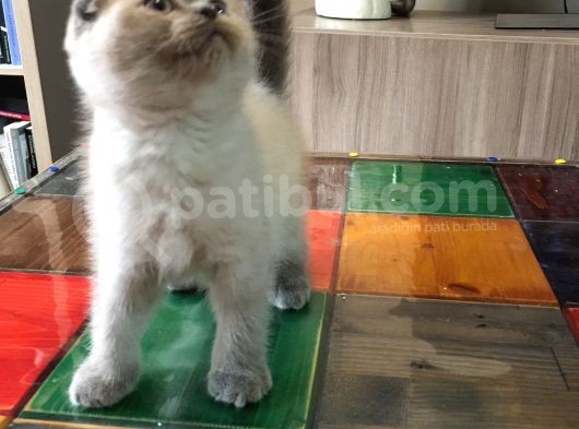 Di̇şi̇ Ve Erkek Scottish Fold Chocolate Cappuccino görsel