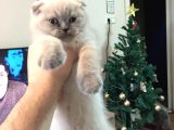 Di̇şi̇ Ve Erkek Scottish Fold Chocolate Cappuccino