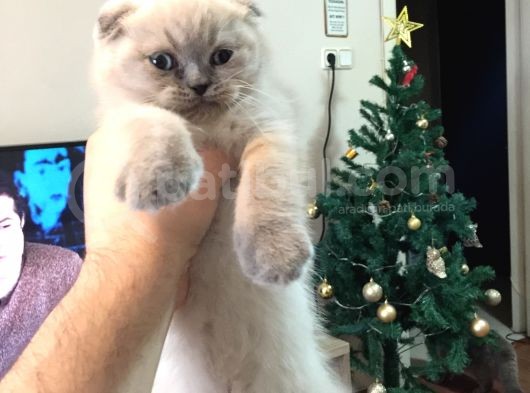 Di̇şi̇ Ve Erkek Scottish Fold Chocolate Cappuccino