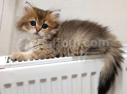 Böylesi Longhair Görülmedi görsel