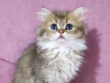 Böylesi Longhair Görülmedi