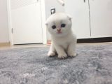 Safkan Scottish Fold Secereli Mavi Gözlü