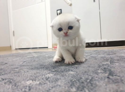 Safkan Scottish Fold Secereli Mavi Gözlü görsel