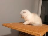 Safkan Scottish Fold Secereli Mavi Gözlü