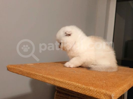 Safkan Scottish Fold Secereli Mavi Gözlü görsel