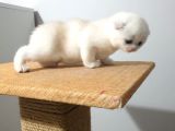Safkan Scottish Fold Secereli Mavi Gözlü