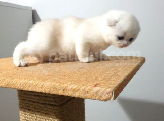 Safkan Scottish Fold Secereli Mavi Gözlü görsel