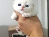 Safkan Scottish Fold Secereli Mavi Gözlü