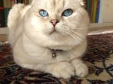 Safkan Scottish Fold Secereli Mavi Gözlü