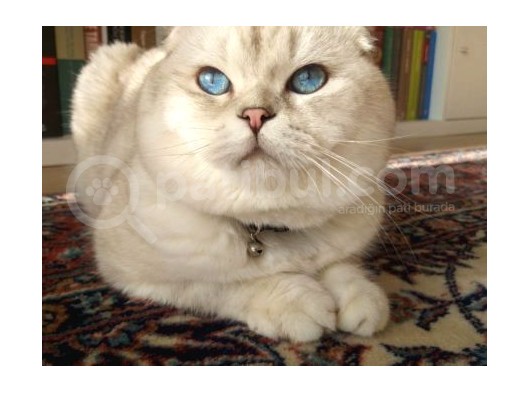 Safkan Scottish Fold Secereli Mavi Gözlü görsel
