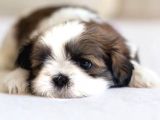 Basık Surat Safkan Shih Tzu Tüy Dökmez Orjinal Garantili