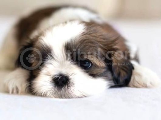 Basık Surat Safkan Shih Tzu Tüy Dökmez Orjinal Garantili görsel