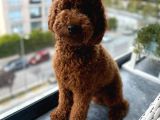 Poodle 18 Aylık