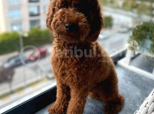 Poodle 18 Aylık