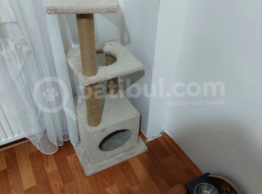 Leo British Silver 13 Aylık Dünya Tatlısı  görsel