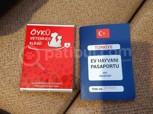 Leo British Silver 13 Aylık Dünya Tatlısı  görsel